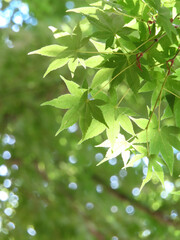 Fresh green japanese momiji05
新緑のもみじ05