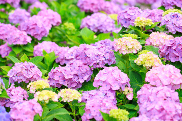 pink hydrangea flowers