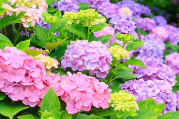 pink hydrangea flowers