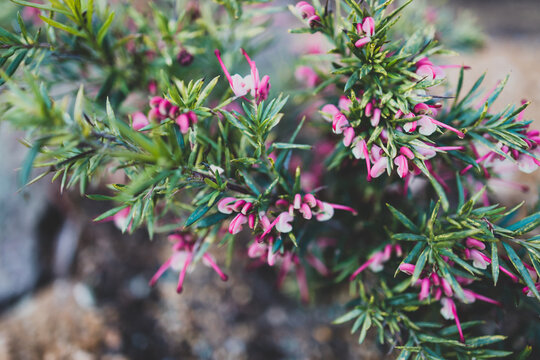native Australian pink grevillea plant outdoor in sunny backyard