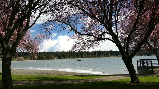 cherry blossom  by the beach on windy afternoon