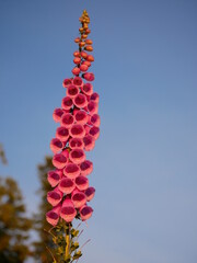 pink foxglove bells © Karo