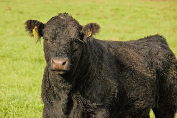 Obraz premium black and white cow