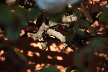lizard on a tree