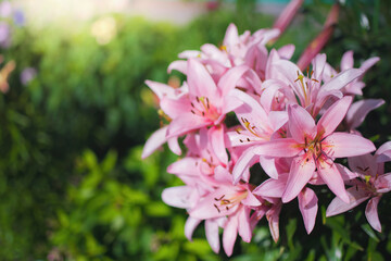 Flowers of pink lily in the garden