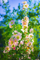 Bright crimson mallow flowers on a blurred background.