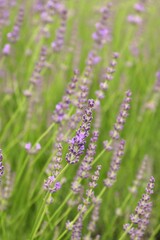 Lavandula angustifolia, Lavender flowers in a herb garden