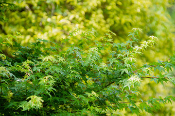 Japanese Maple Shrub and Ornamental Tree in Spring