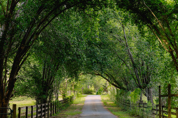 Fototapeta premium canopy road with fence down south