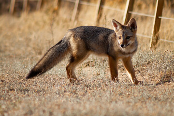 Naklejka na ściany i meble Patagonian gray fox walking on the steppe near a field fence.