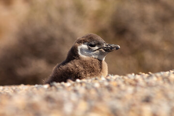 Magellanic Penguin, Spheniscus magellanicus, in Patagonia.