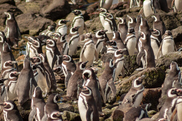 Magellanic Penguin, Spheniscus magellanicus, in Patagonia