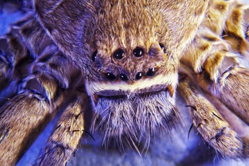 close up spider