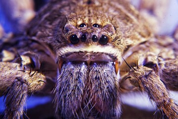 close up spider