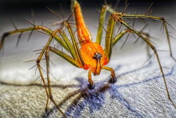 orange spider