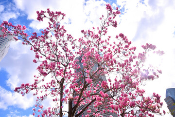 みなとみらいに咲く紅い木蓮の花
