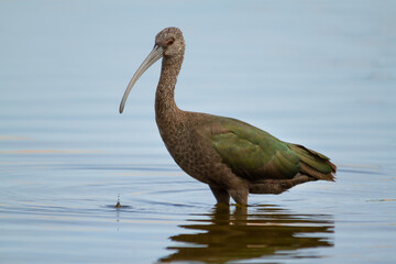 Obraz premium Close up of White-faced Ibis, Plegadis chihi, searching for food in the shallow wetlands of Reta in Buenos Aires.