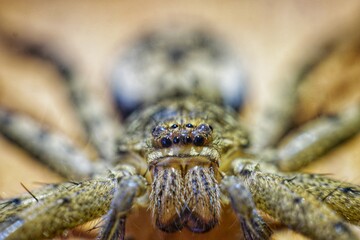 close up spider