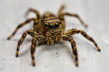spider