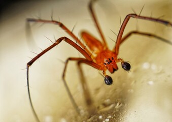 spider