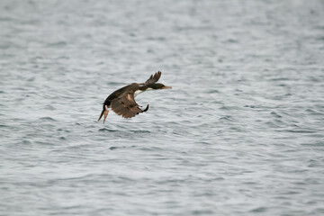 Imperial cormorant landing on the sea in New Gulf. Patagonia Argentina.