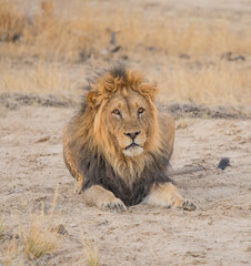 A Black-maned Lion in the Kalahari