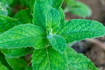Mint or Pudina leafs, sective focus, close up