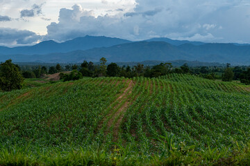 Fototapeta na wymiar Corn field at dusk, behind the mountains