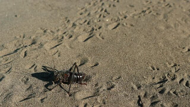  Black cricket sit very still antennae twitching in sand.