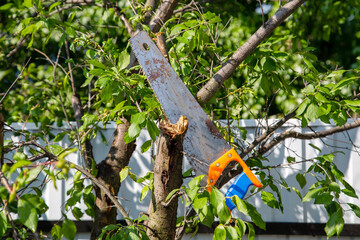saw in a tree, pruning