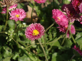 pink cosmos flower,pink and yellow flowers