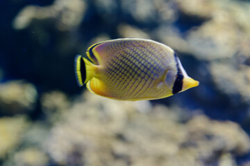 Fototapeta na wymiar fish in sea