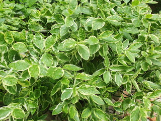 Slippers flowers, jewish shrubs, or zigzag plants with beautiful fresh green leaves and white leaf edges. Is a medicinal plant found to contain flavonoids, glycosides,saponins, amino acids in the tree