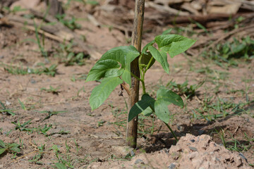 Yardlong beans in garden