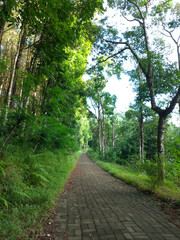 Obraz premium Pines Plantation at Sri Wulung Banyuwangi East Java Indonesia
