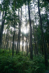Pines Plantation at Sri Wulung Banyuwangi East Java Indonesia