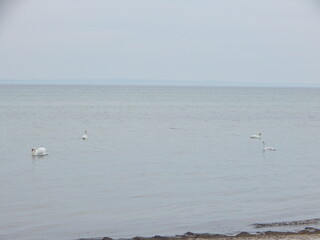 seagulls on the beach