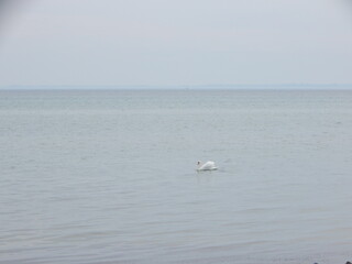 seagulls on the beach