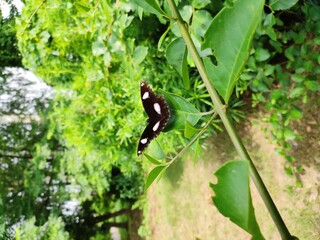 butterfly on a leaf