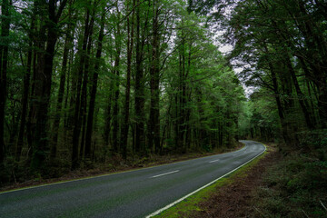 Open Highway Road in future, no cars, auto on asphalt road through green forest, trees, pines, spruces.