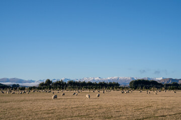 Fototapeta premium Flock of sheep in nature on meadow. Rural farming outdoor in New Zealand.
