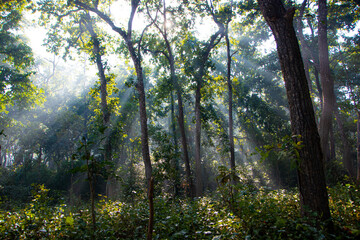 sun shining through the forest