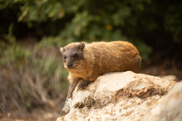 marmot 4
