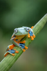 Green tree frog on a tree

