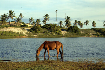 
brown horse in the river