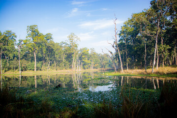 Fototapeta premium lake in the forest