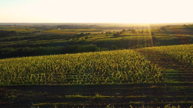 sunset over the field