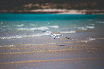 Wild life in Cape Range National Park, Australia.