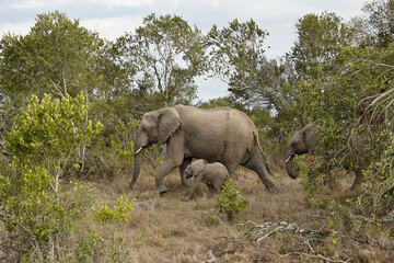 Female elephant with her calves, Ol Pejeta Conservancy, Kenya