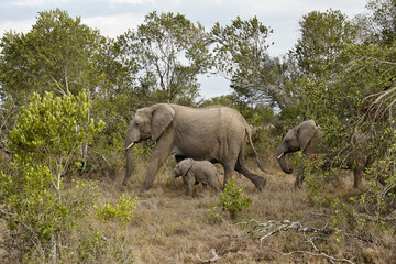 Female elephant with her calves, Ol Pejeta Conservancy, Kenya
